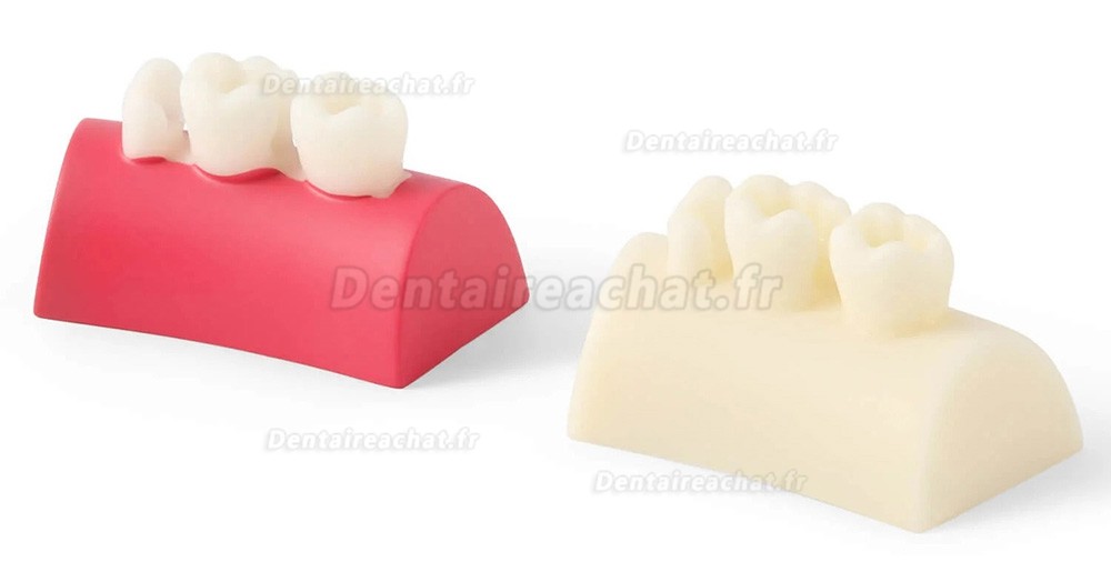 Bloc d'exercice dentaire en résine composite pour obturation des dents